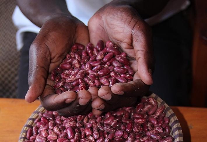 Hands holding freshly harvested beans over a woven basket