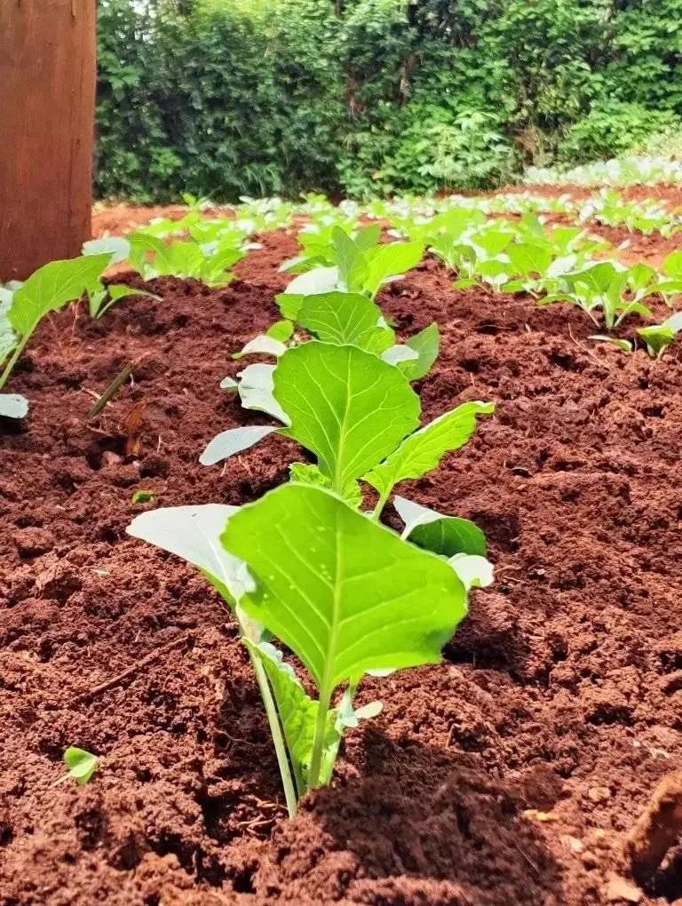 Rows of young cabbage being tended