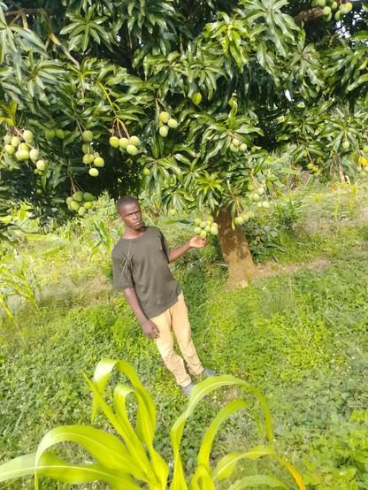 Joshua Kevins standing beneath a mango tree on the project's land