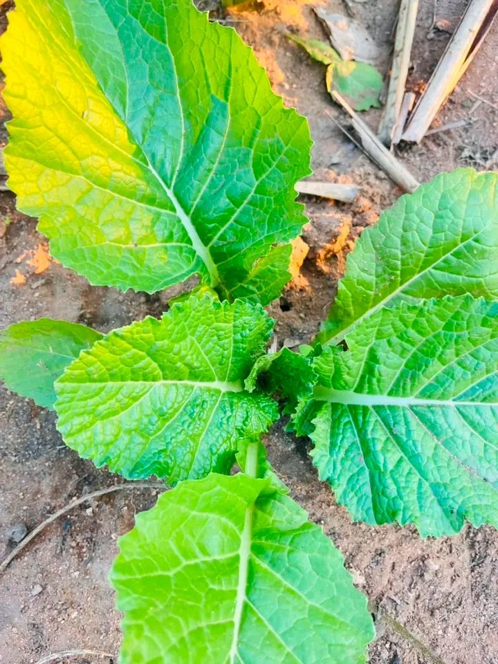 Broad green leafy vegetable close up