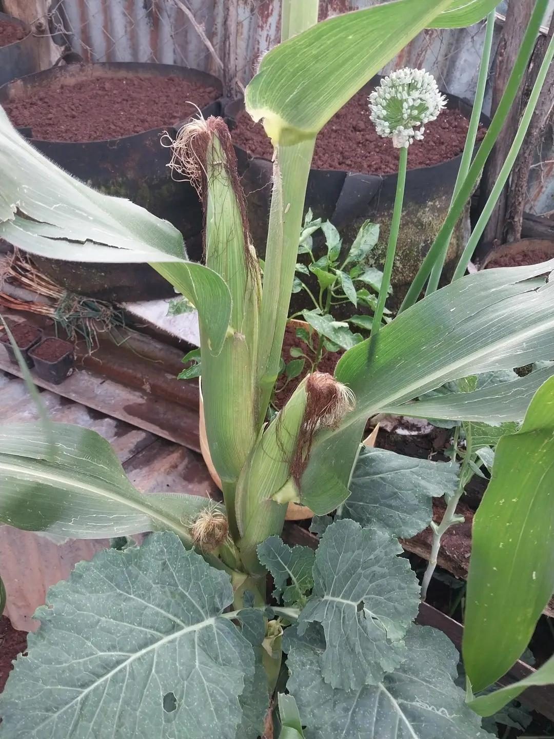 Maize and onion flower growing together in a home garden