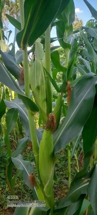 Maize cobs ripening on the stalk