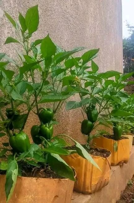 Green peppers growing in repurposed sack gardens