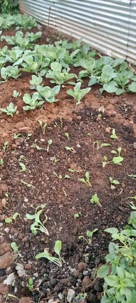 Young vegetable seedlings freshly planted in rows of soil